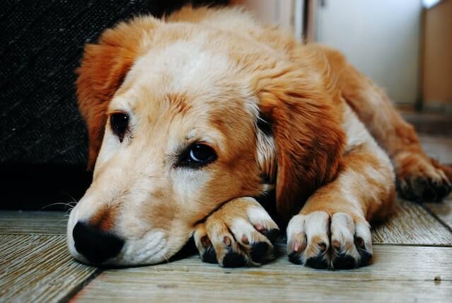 Acknowledging Pet Loss Why Crying After Losing a Pet is a Normal Part of the Process