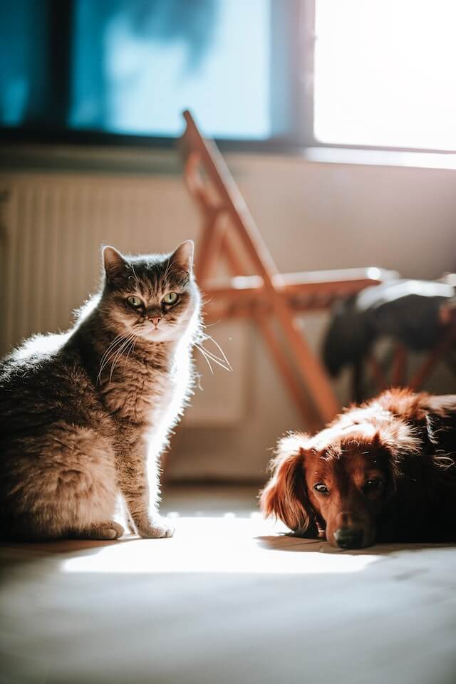 Coping with the Grief and Loss of Your Beloved Pet