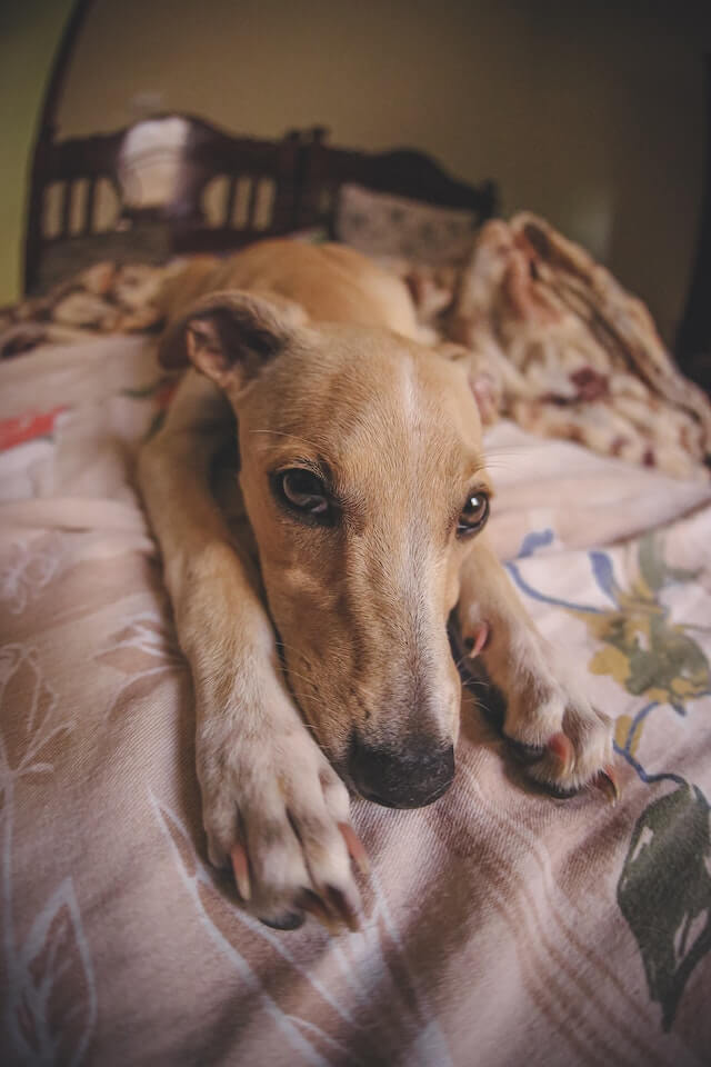 Honoring Your Pet's Memory After Losing a Pet