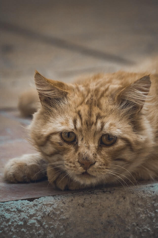 You Are Not Alone Finding Comfort in the Support of Other Pet Owners During the Grieving Process